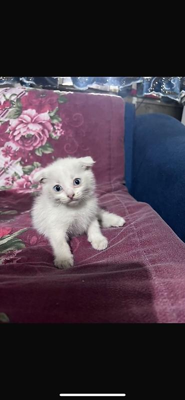 котят ош: Котёнок ищет любящую семью Продаётся красивый белоснежный шотландский — 1