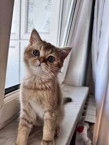 Кошки: Шиншилла, Самец, Самовывоз — 3