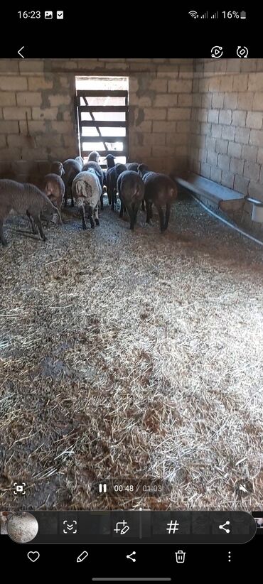 Quzu: Super emlik quzular diri çəkisi 10 manata — 8