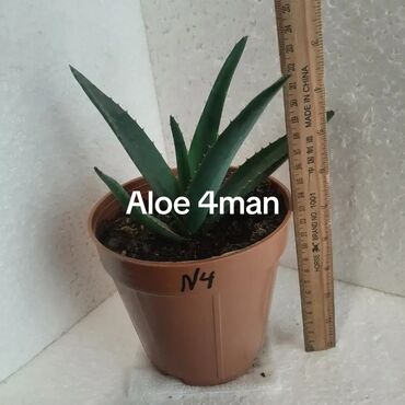 Otaq bitkiləri: Aloe (aloe vera) saksı bitkisi - Növ: Aloe – ətli, tikanlı kənarlı — 7