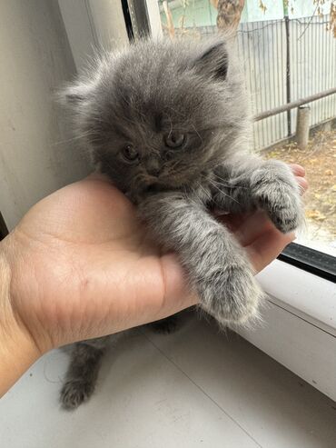 скоттиш страйт шотландская прямоухая кошка: Пушистый котёнок серого окраса - Порода/тип: скотиш страйт котёнок