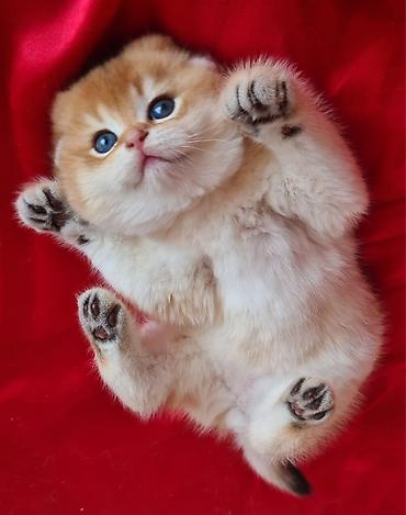 Кошки: Шотландская вислоухая — 8