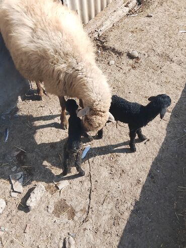 Balıqlar: Qoyun və 2 ədəd quzu - Ana qoyun: açıq rəngli yunlu, buynuzlu, süd