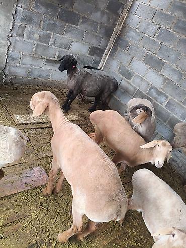 Баран, овца: Продаю | Овца (самка) | На забой — 13