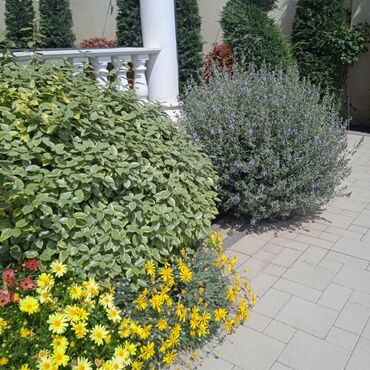 Bağbanlar: Profesional bağban xidməti ağac və kolların əkilməsi budanması -da lalafo.az — 24 Bağbanlar: Profesional bağban xidməti ağac və kolların əkilməsi budanması — 24