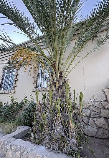 palma agaci satilir: Xurma palması (Phoenix dactylifera) - Növ: Xurma palması — 1