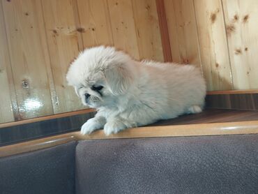 İtlər: Pekines, 2 ay, Erkek, Ünvandan götürmə