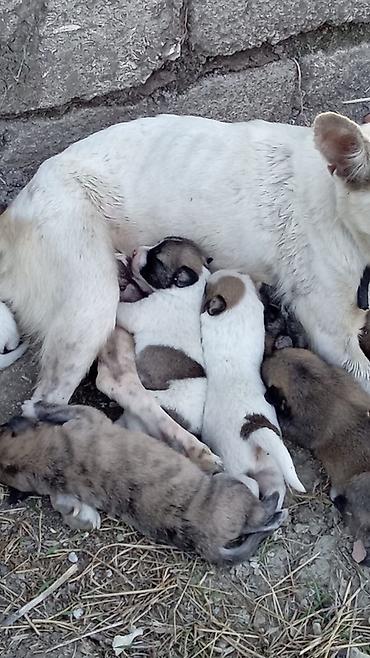 tutuquşu yemi: 1 ay, Erkək — 4