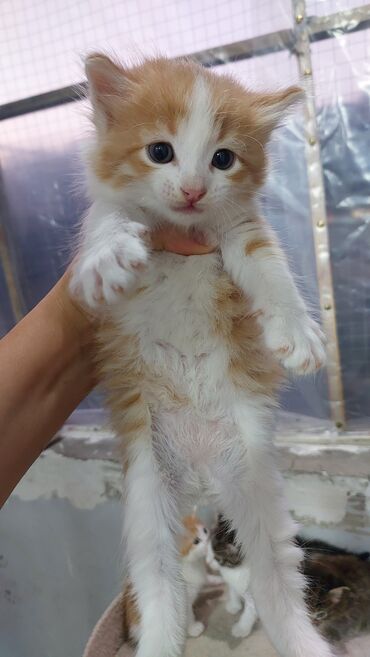 Pişiklər: Britan yastı qulaq, Erkək, Dişi, Yaxşı əllərə, Ödənişli çatdırılma -da lalafo.az — 7 Pişiklər: Britan yastı qulaq, Erkək, Dişi, Yaxşı əllərə, Ödənişli çatdırılma — 7