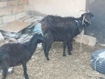 cins inekler: Dişi, il: 1