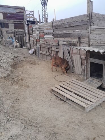 İtlər: Erkek — 6