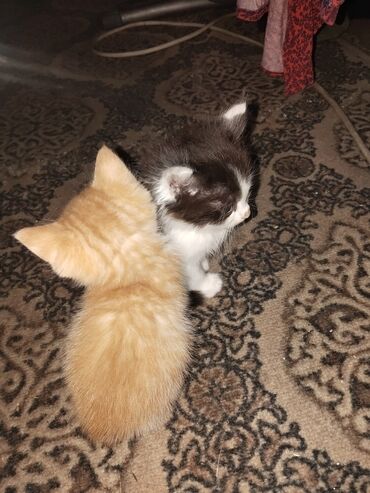 токмок котята: Мышык бекер берилет: Породасыз, 3 айлык, Эркек, Лотокко барууга үйрөтүлгөн