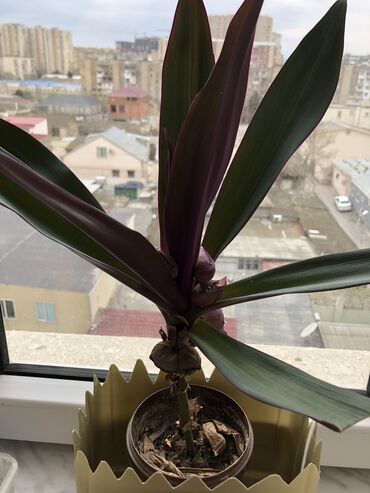 Otaq bitkiləri: Otaq bitkileri — 4