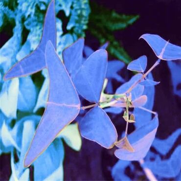 Semena i sadnice: Cena 650din 10 semenki — 5