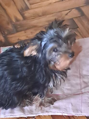 Psi: Jorkširski terijer – štene mini rasta sa papirima vakcinisani dva puta — 10