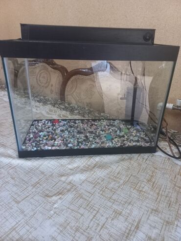 Akvariumlar: Akvarum satılır 40 selqiledir lazim üçün fso — 9