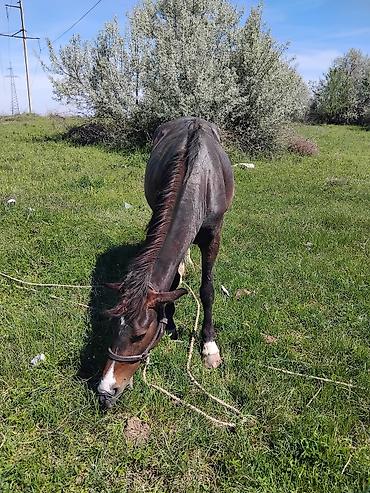 Лошади, кони: Продаю | Кобыла (самка) | Рабочий — 4