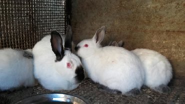 Декоративные кролики: Кролики — 9