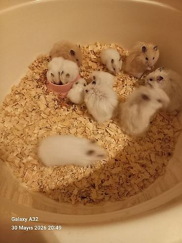 sabuncu toyuq bazari: Hamster satılır ünvan merdekan şüvəlan vatsap nomresi 0515913288 — 6