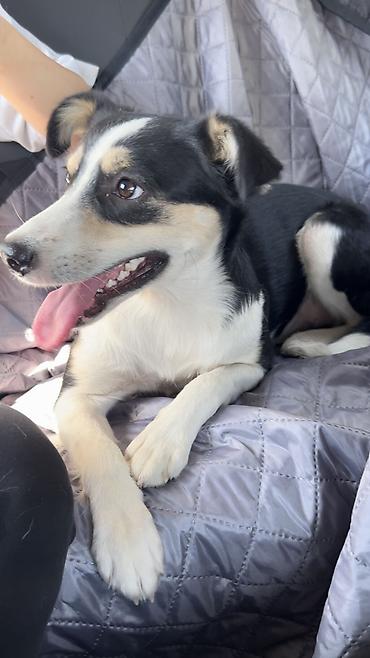 Отдам даром собаку: Собака даром: Дворняжка, 2 года, Самка, С прививкой — 4