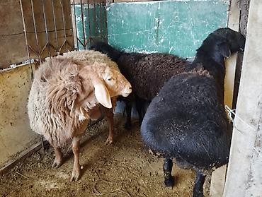 Баран, овца: Продаю | Овца (самка) | Для разведения | Матка — 7