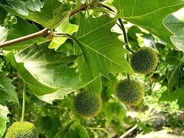 Chestnut saplings: Саженцы — 12