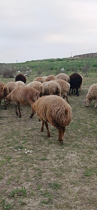 Qoyunlar, qoçlar: Erkək, il: 5, 30 kq, Ətlik, Ödənişli çatdırılma — 8