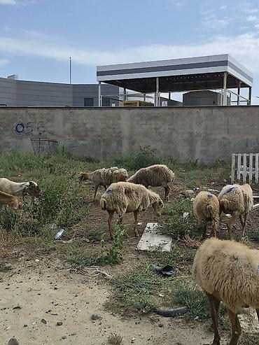 Бараны, овцы: 8 Qoyun sürüsü Təsvir: - Şəkillərdə görüldüyü kimi müxtəlif yaş və — 2