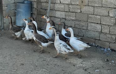 qaz cücesi: Tam saglam qazlar 10dene 2dene erkek 8dene diwi Hami birlikde