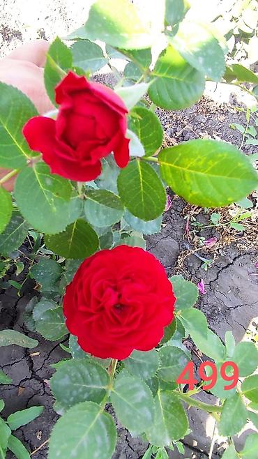 Комнатные розы: Миниатюрная роза (номер 412) с густомахровыми соцветиями — 3