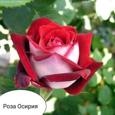 Şitillər: Salam Güllər Rusiyada gelib xarici gülldü nömrədə whatsapp var — 40