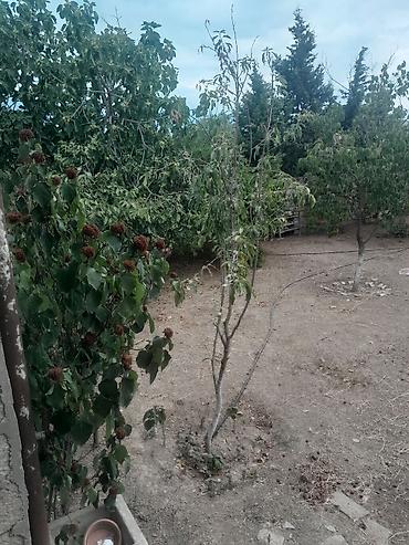 Həyət evləri və villaların satışı: Həyətyanı ev – həyət və iç sahələr - Üstü örtülü eyvanlı, darvazalı — 9
