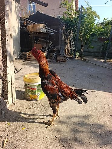 it sekilleri afcarka: Saxlama üçün kənd toyuğu – xoruz - Cins: yerli kənd/xoruz - Rəng — 2