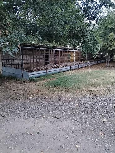 Kənd təsərüfatı heyvanları üçün digər mallar: Ferma/təsərrüfat kompleksi - Heyvandarlıq üçün tikili və açıq — 2