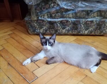 шотландский вислоухий котенок цена: Самец, Самовывоз