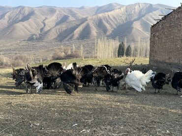 Индюки: Продаю | Индюк (самец) | Черный принц | Для разведения | Племенные — 8