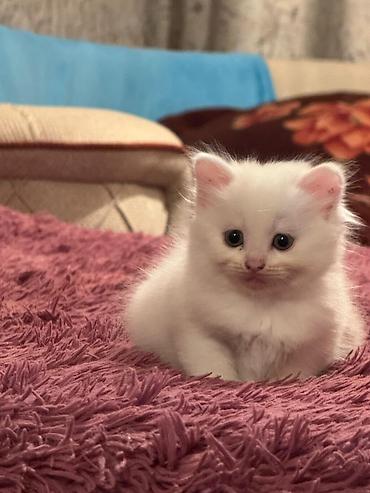 Pişiklər: Şotland yastı qulaq, Erkək, Dişi, Yaxşı əllərə, Rayonlara çatdırılma, Pulsuz çatdırılma, Ünvandan götürmə — 8