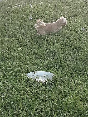 İtlər: Pekines, 8 ay, Erkek, Ödənişli çatdırılma — 9