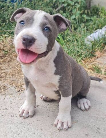 Psi: Američki Stafordski terijer, plavi štenci Na prodaju dva muška šteneta — 1