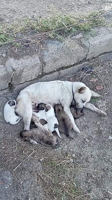 tutuquşu yemi: 1 ay, Erkək — 2
