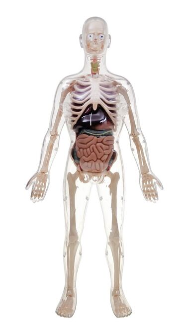 сумка прозрачная: Анатомическая модель для детей " Строение человека". Внутренние
