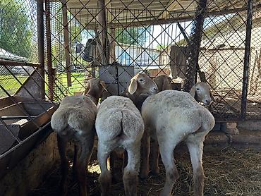 Баран, овца: Продаю | Ягненок | Арашан | Для разведения | Племенные — 6