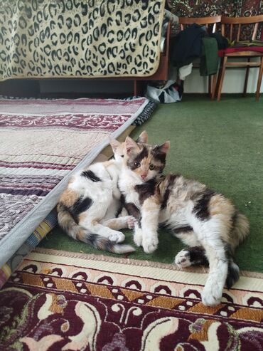 Отдам даром кошку: Котята трёхцветной окраски - Домашние котята с ярким черепаховым и — 4