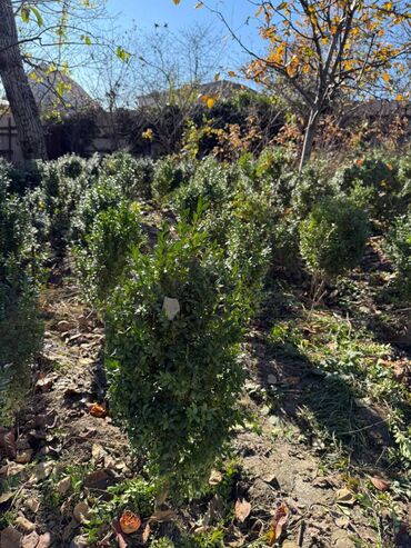 Şitillər: Şimşir tingləri satıram. Onlar dekorativ haşiyələr, hedcinqlər və — 20