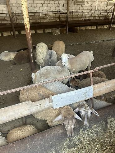 Kommersiya daşınmaz əmlakının satışı: Ferma/Sağmal təsərrüfatı sahəsi - Geniş həyətyanı ərazi və açıq sahə — 19