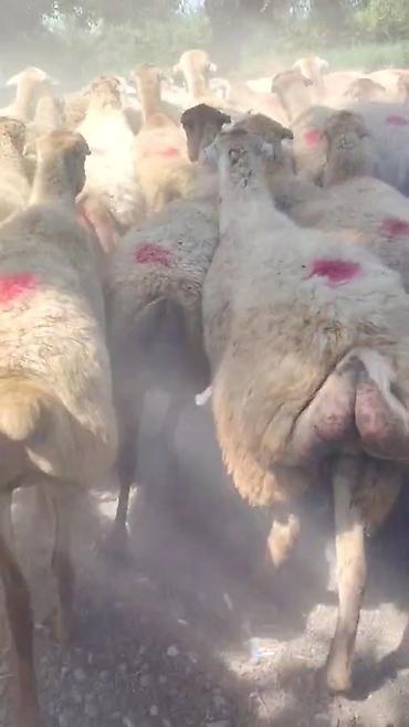 toyuq ucuz qiymete: Dişi, il: 1, Damazlıq, Pulsuz çatdırılma — 7