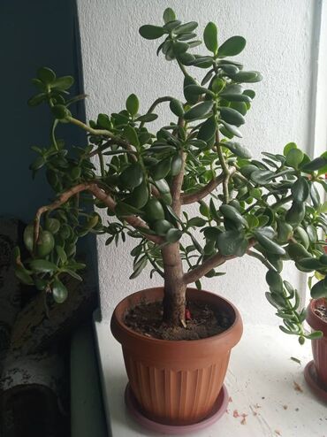 комнатные растения лимон: Горшки для растений