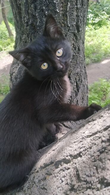 куплю британского кота: Отдам котенка в добрые руки.😻🫶 Девочка 4 месяца, день рождения