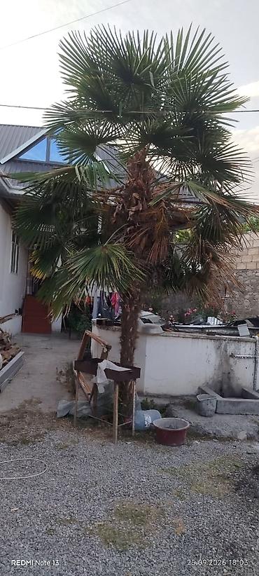 Məhsul: Dekorativ palma ağacı (fan palm tipli) Təsvir: - Hündür