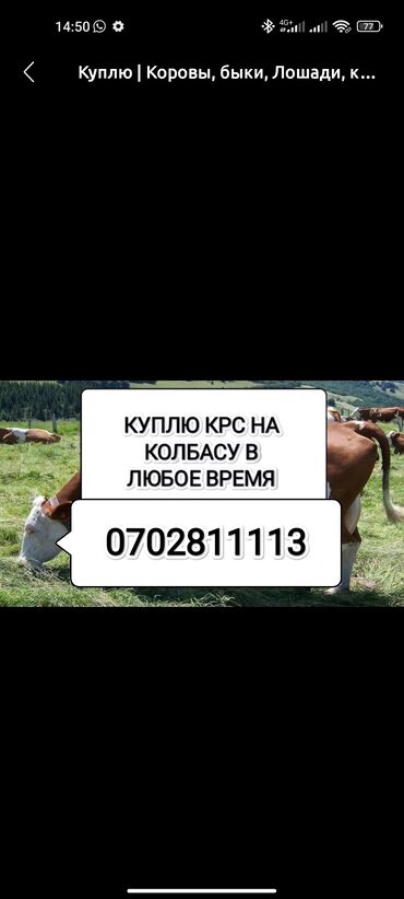 Колбасный цех: Сатып алам | Жылкылар, аттар | Бардык шартта, Союлган lalafo.kg да Колбасный цех: Сатып алам | Жылкылар, аттар | Бардык шартта, Союлган